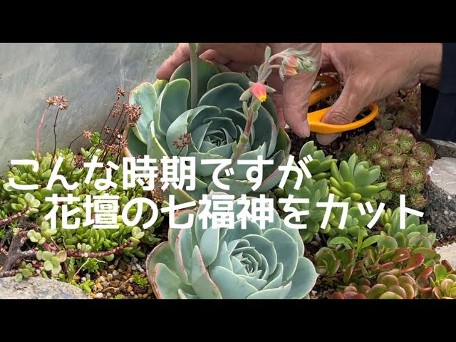 プラグ苗セットで寄せ植え😊 - YouTube