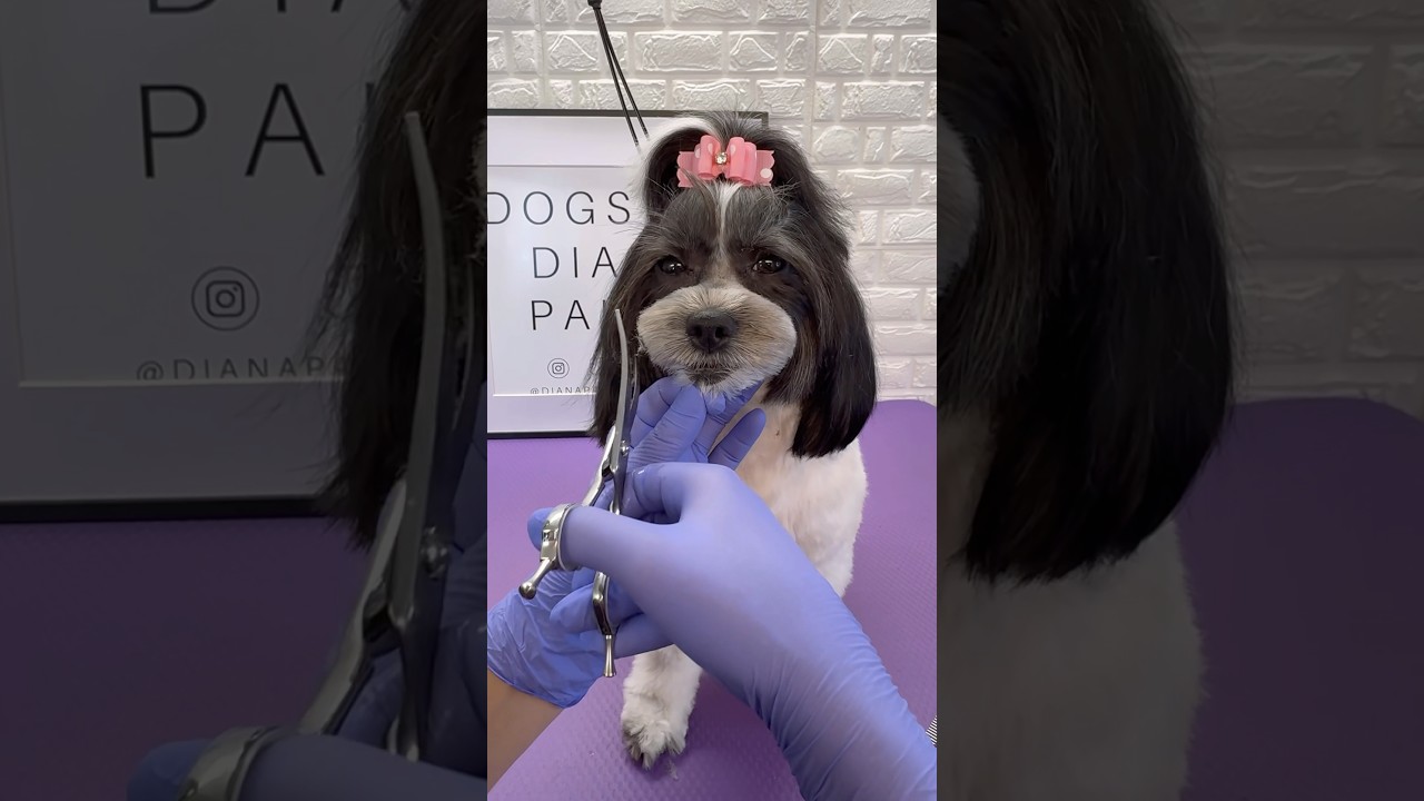 Dog Grooming Round Face 