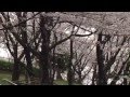 桜吹雪舞う