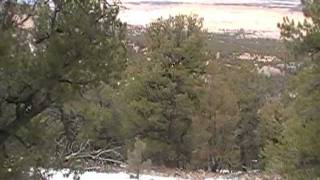 Pinyon Pine Identification