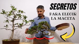 Cómo elegir Macetas para Bonsais [FÁCIL✓] Taller de bonsai principiantes -