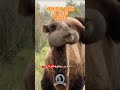 Camel Sahara Deserts Adventures. #wildlife #animals #camel #fyp #quize