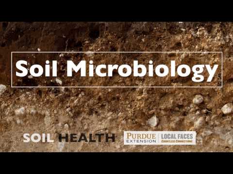 Wideo: Co robią drobnoustroje - informacje o życiu drobnoustrojów w glebie