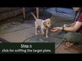 Puppy Target Training with the Clicker Puppy Target Training with the Clicker