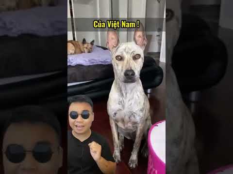 Video: Tên chó duy nhất cho một con Pug