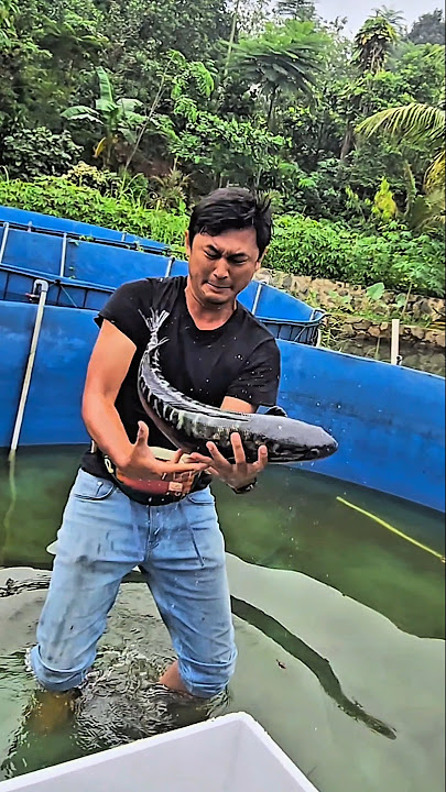 GENDONG TOMAN TERBESAR😤