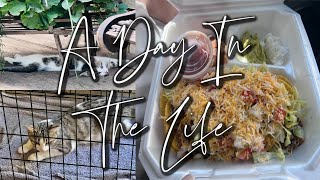 VLOG: A DAY IN THE LIFE, CHIT CHAT, CATS, NEW PLACE TO EAT