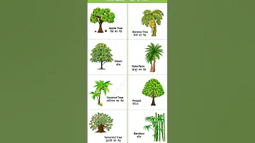 Type Trees Name YouTube Youtube English Trees Name Ewmg Gk Words Grammar 