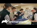 Emocionante liberación de un cisne negro tras su recuperación | Los Irwin | Animal Planet