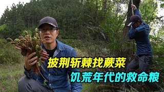 【一游记】披荆斩棘找蕨菜，饥荒年代的救命粮，现在依然是人间美味