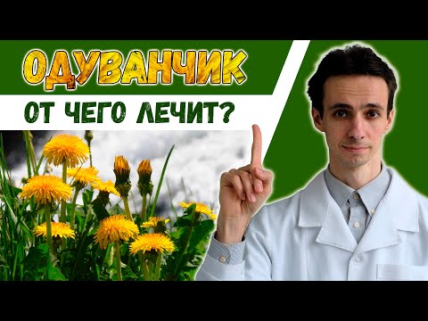 Одуванчик 🌼 научные факты о лечебных свойствах.