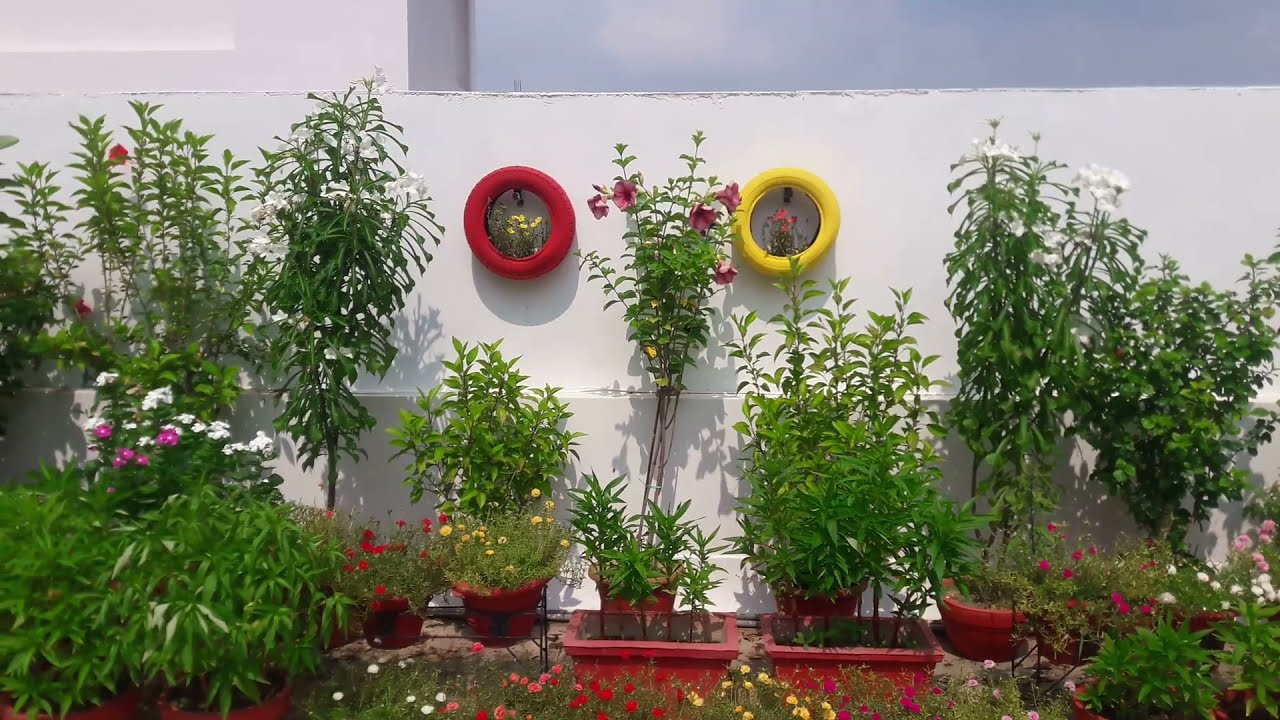 Blooming at Terrace Garden🌼🌸🌺 & Yellow Bell / Tecoma stans also Bloom🌾🌾