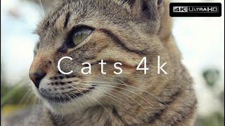 Cats 4k (Ultra HD)⎜Part 3⎜Relaxing Music⎜Earth from Above⎜Sweet Kittens, Siam Cats, Black Cats 4k