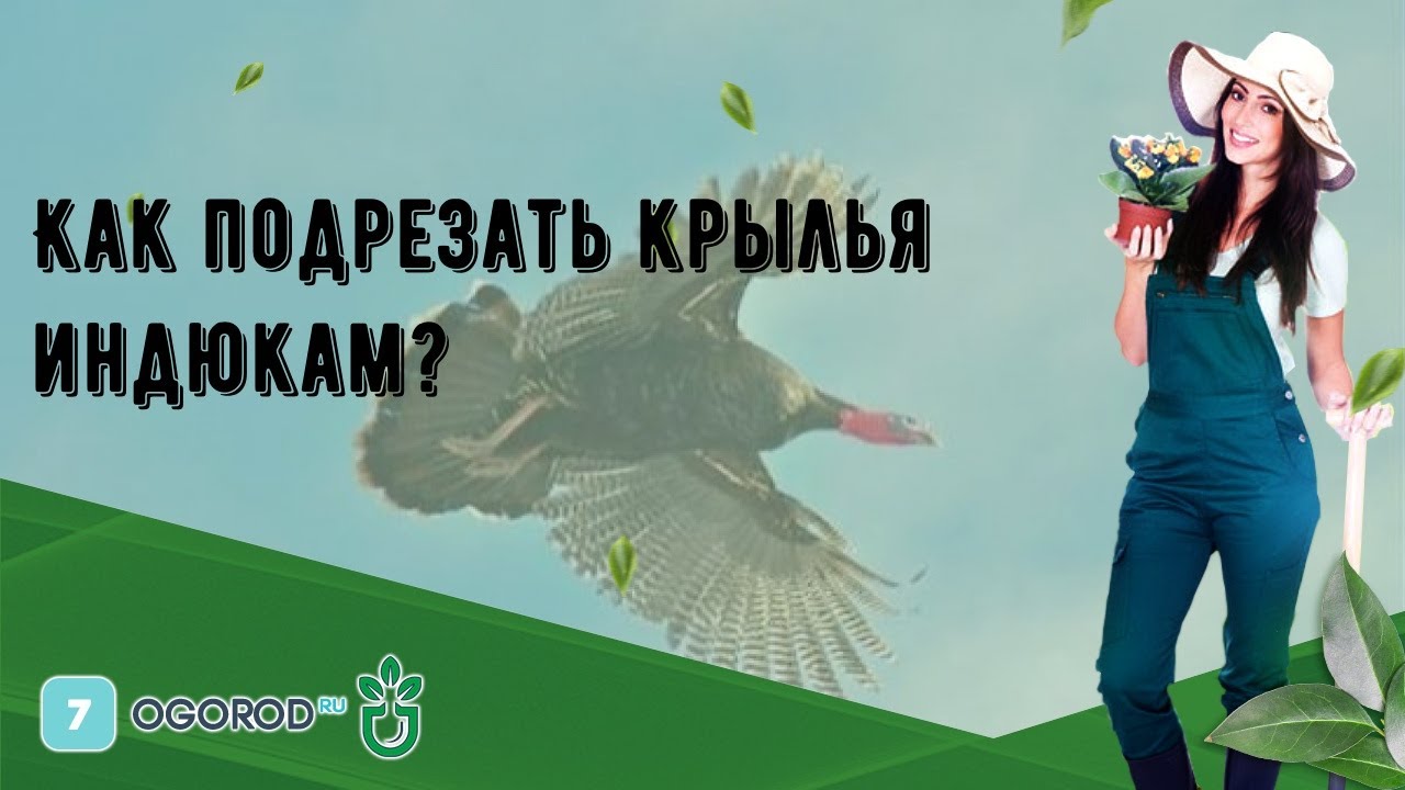 Как подрезать курам крылья чтобы не летали. Подрезка крыльев у индюков. Как подрезать Крылья индюкам чтобы не летали. Обрезка крыльев индюшки. Как правильно подрезать Крылья уткам.