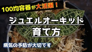 【初心者向け】100均で解決！ジュエルオーキッドの栽培方法【消毒と植え替え】【人気観葉植物宝石蘭】