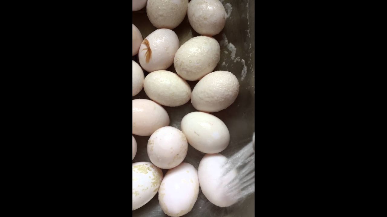 Cleaning dirty duck eggs with vinegar part 2 YouTube