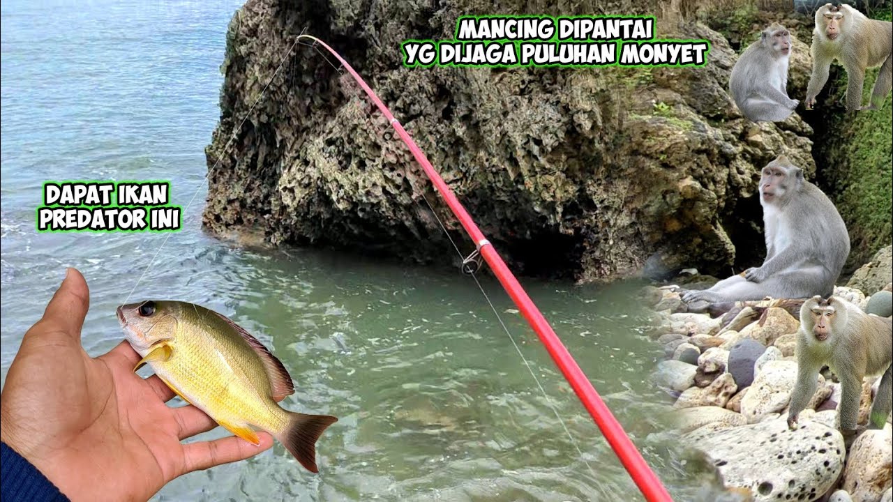 MANCING DI PANTAI YANG DIJAGA PULUHAN MONYET