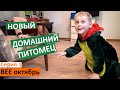 ВЛОГ 1 / Домашний питомец /Как его назвали? / Дети в восторге / встреча с подругами / купила маски