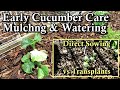 Early Care Tips for Growing Cucumbers and Seeds vs Transplants: Trellising, Mulching, &amp; Watering