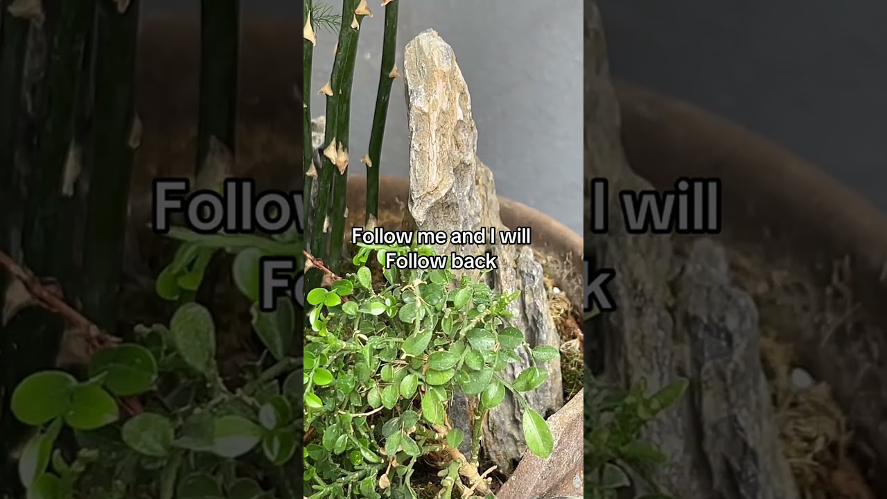 Create a miniature garden with a unique rock arrangement and lush greenery.