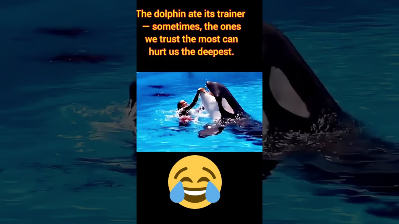 Dolphin Show Disaster You Won T Believe This Ending Caught On Camera Bites Trainer