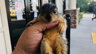 😍😍😍 MUST SEE! Meet Lilly The Dwarf Fox Squirrel, Dr. Emerson's New Baby! 😍😍😍