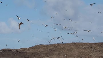 Sooty Terns