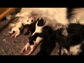 Tantras second litter 5 pups born 12 april 2012