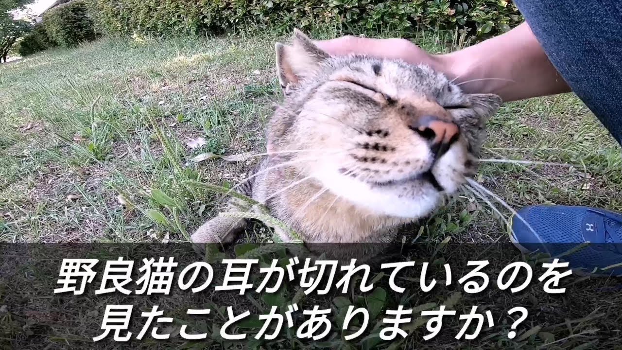 野良猫の耳が切れている理由知ってますか？ - YouTube