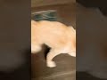 Dance karke dikhao😅 #shortsfeed #shorts #viral #funny #pluto #animals #pets #dog #labrador #love