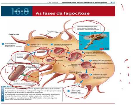 Vídeo: O que torna as proteobactérias únicas?