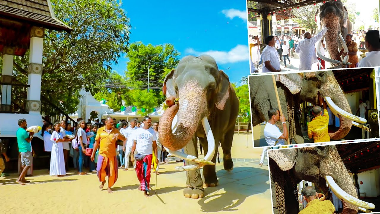 කදිරසුරිදුන්ගේ ආශිර්වාද ලැබුමට ගිය වාසනා