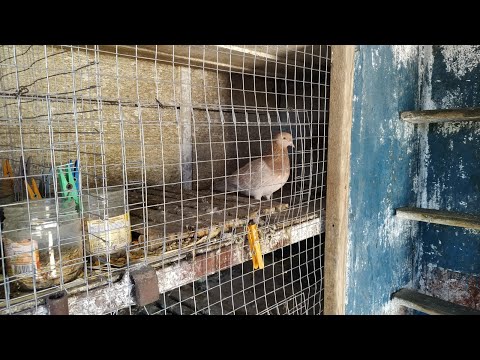 Тасманы или Бакинцы