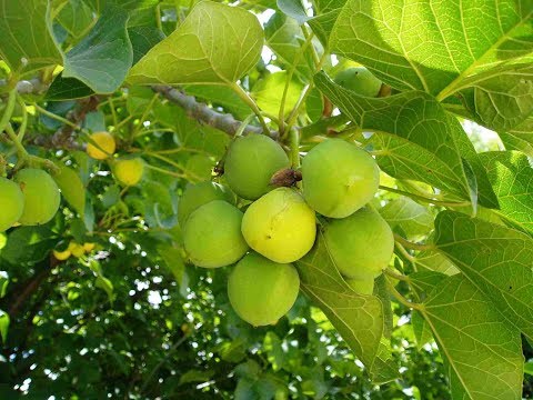 Video: Información sobre el árbol de Jatropha: aprenda sobre el cuidado y los usos de la planta de Jatropha