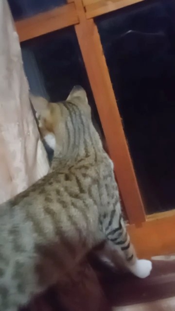 ඕප දූප මල්ල 😂 #funny #youtubeshorts #cat #catvideos #catshorts #catlovers #cats