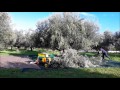 Μάζεμα ελιάς 2016 11 Νοεμβριου (olive harvesting, no sound)