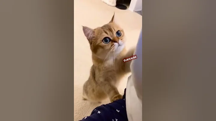 Watch the video about #shorts #cat 🐾#cute😻 #cool😎 #catsofinstagram🐈 #catlover💕 #catlove #meows_luv #meow #funny 😹