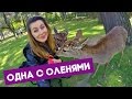 NARA! ОЛЕНИ ВЕЗДЕ!! НАПАДАЮТ НА ЛЮДЕЙ! ЯПОНСКОЕ ЧУДО! Женя Гейн