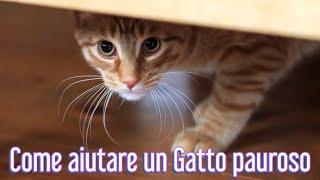 Come aiutare un Gatto pauroso appena adottato?  Consulente Felino ❤