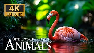 Animals of the World 4K 🌍 Discovery Relaxation Wonderful Wild Film with Relax Piano Music for Sleep