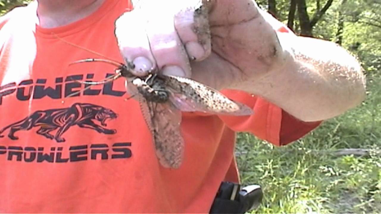 Live dobsonfly caught at the river in its mature stage of the grampus or  hellgrammite bug. 