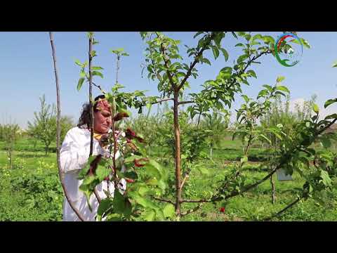 Video: Marinadlarda Hansı Bağ Bitkiləri Istifadə Olunur