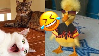 Funny Cat and Duck🐱🐶- Cutest Cats and Duck Video - Funny Animals 2024-New Funny Videos 2024😍 by Pets diary Diario de mascotas 322 views 1 month ago 11 minutes, 46 seconds