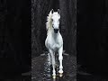 Winter in Heaven's Mountains - Official Book Trailer