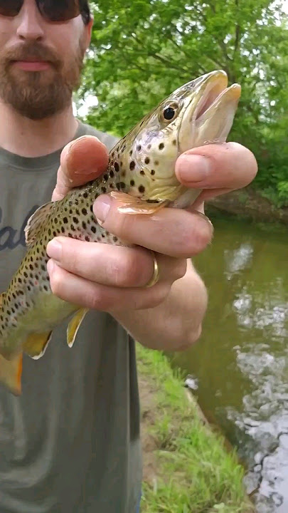 Trout catch and cook 🐟 🏕