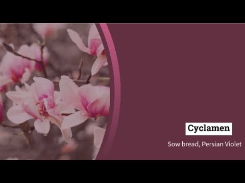 Video: Cyclamen (58 լուսանկար). Ինչ է դա և ինչ տեսք ունի: Flowerաղկի խնամքի առանձնահատկությունները: Թերիի, բաղեղի և այլ տեսակների նկարագրություն