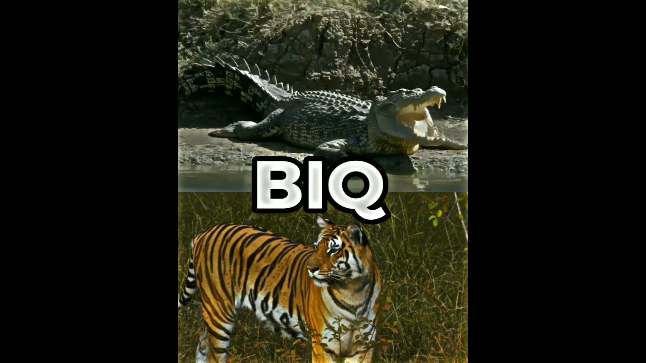SALTWATER CROCODILE VS BENGAL TIGER #animals #crocodile #tiger - YouTube