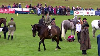 Ceffyl Hela Llai Marchogaeth | Small Show Hunter Ridden