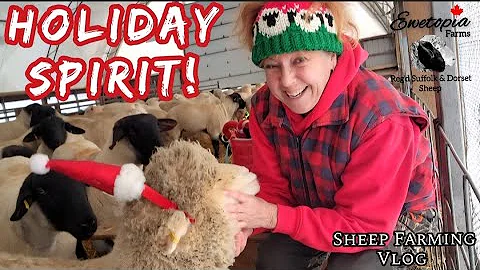 Finding Holiday Spirit On A Winter Sheep Farm 