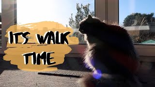 Cat Meows & Waits At The Door To Go For A Walk